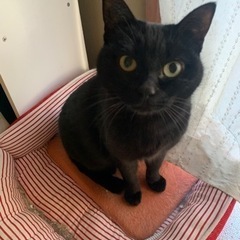 黒猫　13歳　完全室内飼いの子です