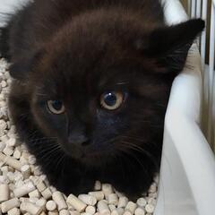 【受付一時中止します】野良猫から産まれた仔猫です。