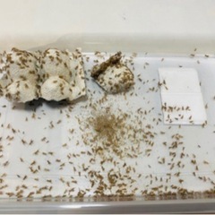 【餌用 ヨーロッパイエココオロギ⑥】