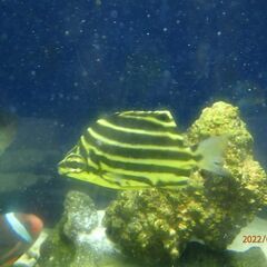 海水魚（ロクセンスズメダイ，カゴカキダイあげます。