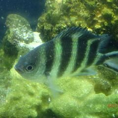 海水魚（ロクセンスズメダイ，カゴカキダイあげます。の画像