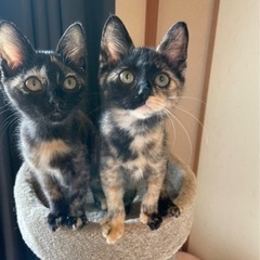 美人さびねこさん姉妹　子猫だらけの里親会参加です