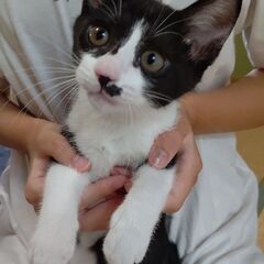 子猫の里親募集です！       