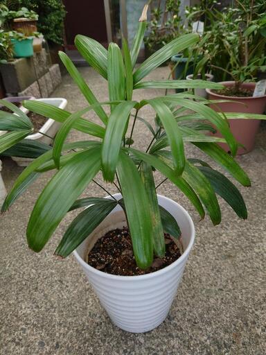 値下げ　観葉植物　観音竹