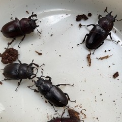 雄♂2匹　雌♀2匹なりました。天然もの　ノコギリクワガタ雄♂