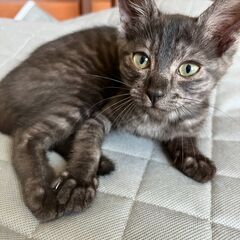 甘えん坊男の子猫（3カ月）