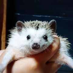 ハリネズミ・男の子