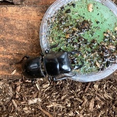 カブトムシ　ヒラタクワガタ100円自然採取の画像