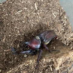 カブトムシ　ヒラタクワガタ100円自然採取