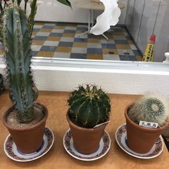 サボテン　3鉢　セット