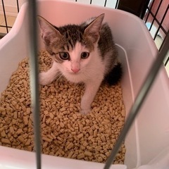 【親子４匹決まりました♡】ガリガリの母猫が必死に守ってきた子です♡