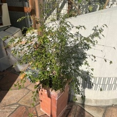 植木　エリナカスケード　カメリア　枝垂れ椿