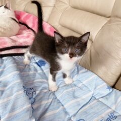 ③【現在交渉中】(1ヶ月)家の敷地内で野良猫が出産した子猫の里親...