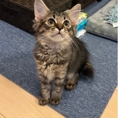【東京芝浦】みなとねこ保護猫譲渡会  - その他