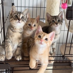 【東京芝浦】みなとねこ保護猫譲渡会  - 港区