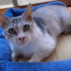 【東京芝浦】みなとねこ保護猫譲渡会  - イベント