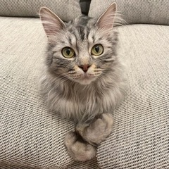 【東京芝浦】みなとねこ保護猫譲渡会  − 東京都