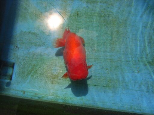 特大ドデカらん子