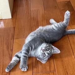 洋猫のようなグレーのモフモフの毛のキリちゃん
