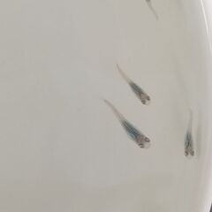 メダカ飼育セット【水槽、水草、赤玉土】ミユキ、オーロラキラメ、深海
