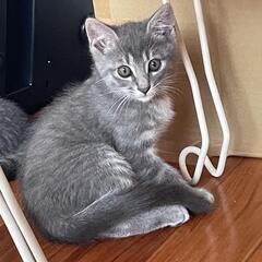 洋猫のようなグレーの毛のモフ君