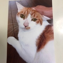急）高齢者が入院…行き場がない猫