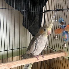 オカメインコ 雛　大切に飼っていただける方