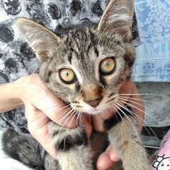 キジトラ仔猫