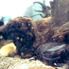 カブトムシクワガタムシ交換希望！