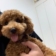 トイプードル　雄　11月生まれ