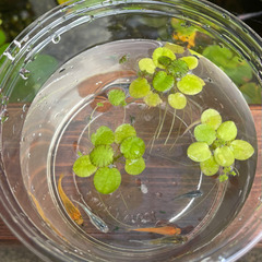 メダカ セット！　鳥取市　(水草　ミナミヌマエビ　