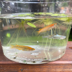 メダカ セット！　鳥取市　(水草　ミナミヌマエビ　の画像