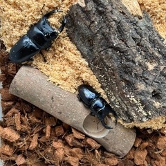 クワガタ販売いたします！