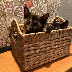 お目目うるうる✨温厚なさび猫ちゃん💖里親様決まりました