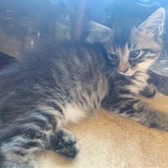 生後２ヶ月の子猫　1枚目決まりました。