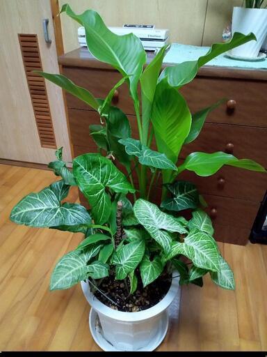 寄せ植えLL３