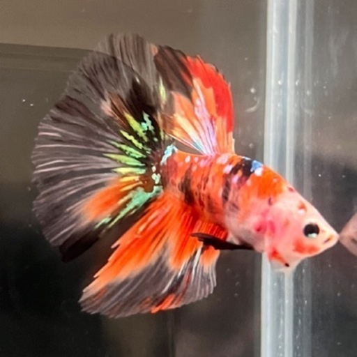 鯉ハーフムーンベタ(♂)
