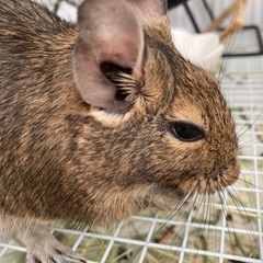 保護デグー(オス)の里親さん募集