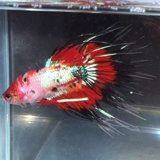 ファンシークラウンテールベタ(♂)