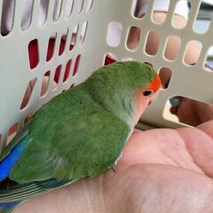 コザクラインコを探している方いませんか？