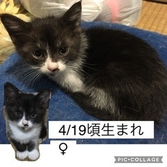 子猫達の里親になって下さる方①