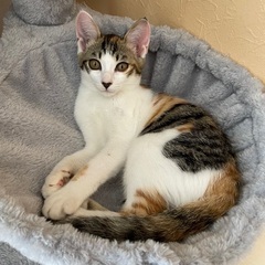 新しい家族になって下さい❣️お目々パッチリの可愛い子猫達💕