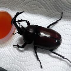 天然カブトムシ 目測60mm 山口市阿東産 