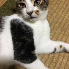 子猫達の里親になって下さる方⑤