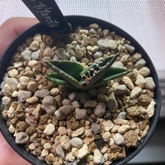 アガベ　チタノタ選抜×2