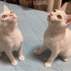 白猫のわたあめくん　子猫だらけの譲渡会参加猫さん