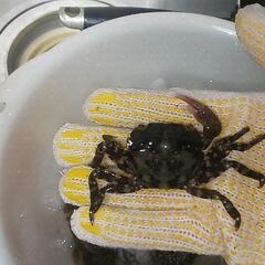 岩ガニ 100匹 磯がに イシダイ、クロダイ、イシガキダイ カニ 