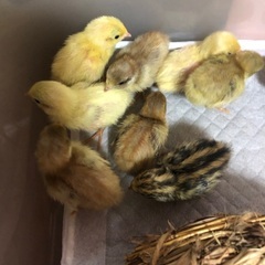 無事に里親決まりました♡姫うずらのヒナの里親募集