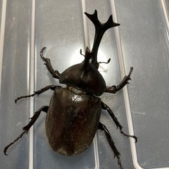 今期終　国産カブトムシ　70upペア　