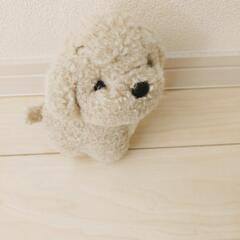 犬　うめ吉ぬいぐるみ